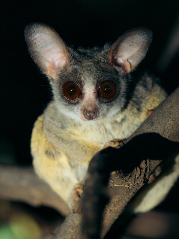 Kisima Ngeda Camp: Bush Baby