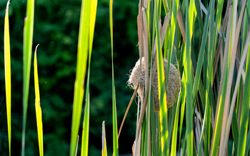 Kisima Ngeda Camp: Webervogelnest