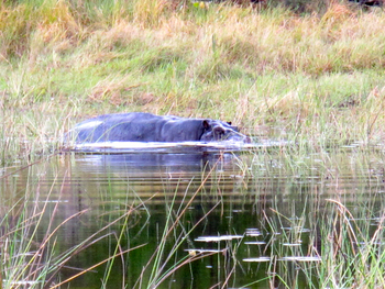 Kujwana Camp: Hippo