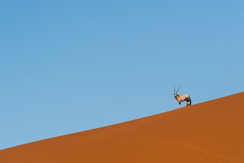 Kulala Desert Lodge: Gemsbock