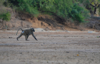 Lale's Camp: Junger Pavian