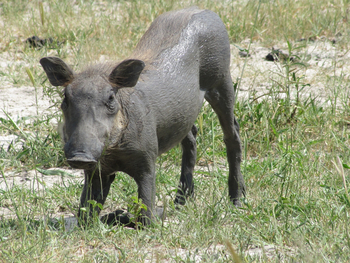 Lebala Camp Lebala Camp: Warzenschwein-Frischling