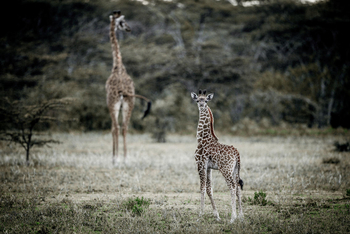 Legendary Mila Tented Camp: Babygiraffe