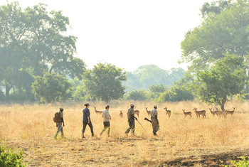Lion Camp Lion Camp: Impalas