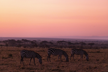 Mahali Mzuri: Zebras in der Dämmerung
