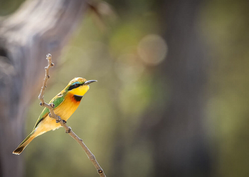 Mapula Lodge: Little Bee-Eater