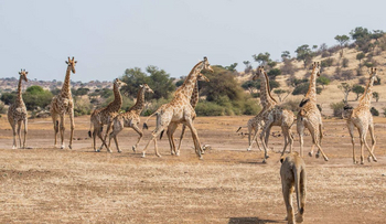 Mashatu Game Reserve: Löwin und Giraffenherde
