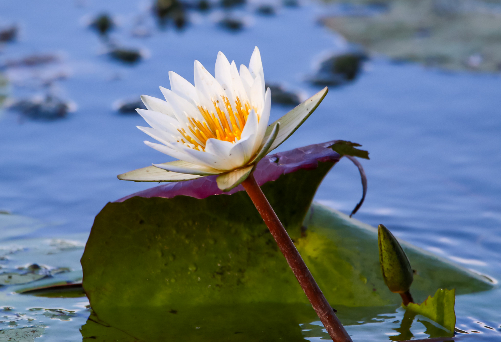 Maun Waterfront Guesthouse Maun Waterfront Guesthouse: Seerose