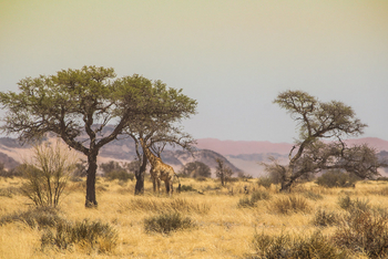 Namib Outpost: Giraffe