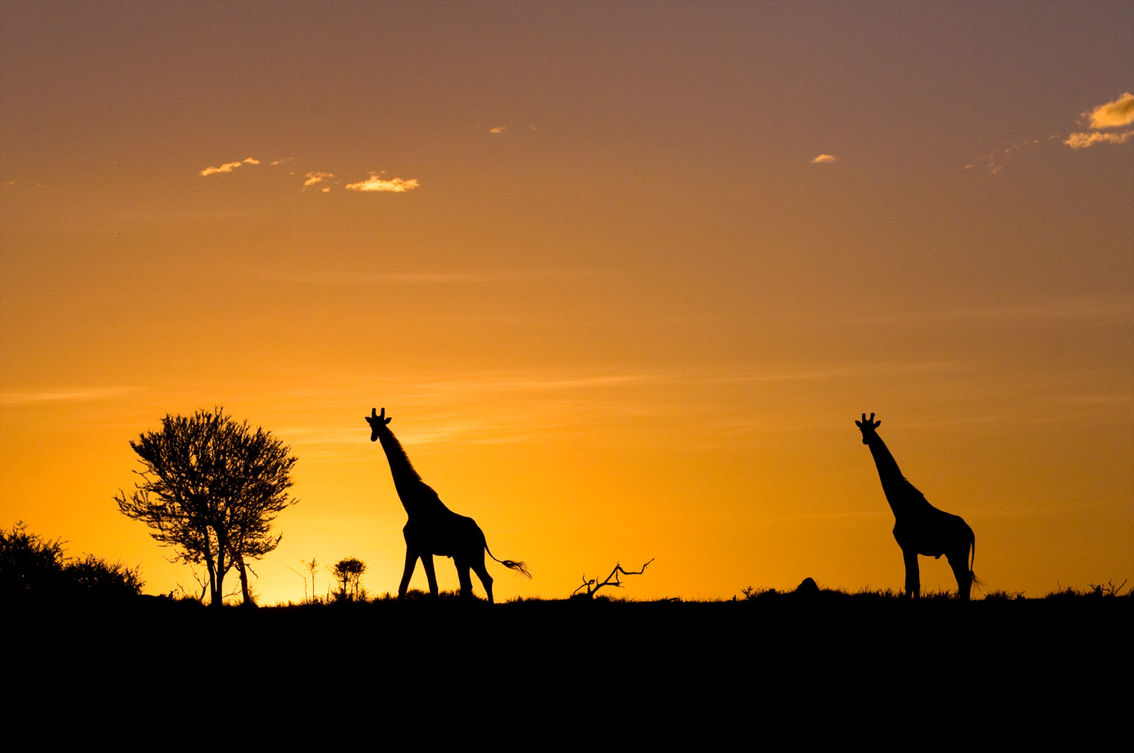 Namiri Plains Camp Namiri Plains Camp: Giraffensilhouetten
