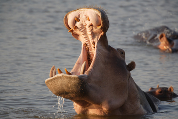 Nanzhila Plains Camp: Nilpferdrachen