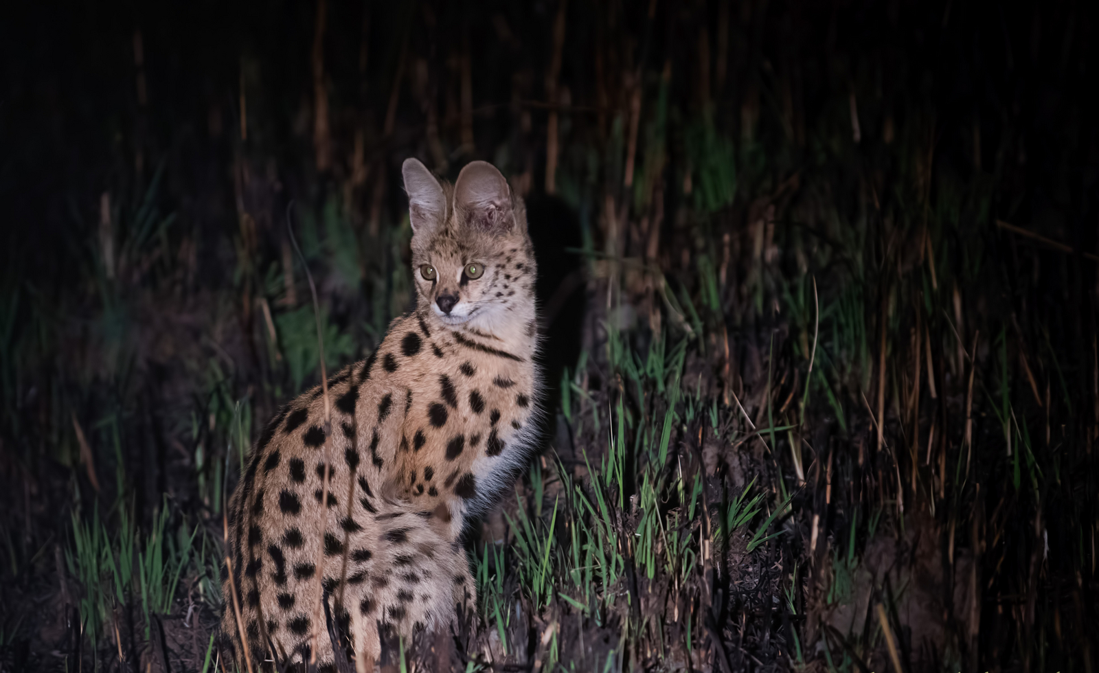 Nanzhila Plains Camp Nanzhila Plains Camp: Serval