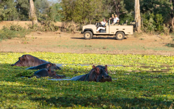 Nkonzi Bush Camp: Hippos in einer Lagune