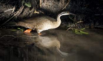 Ntemwa Busanga Bushcamp Ntemwa Busanga Bushcamp: African Finfoot