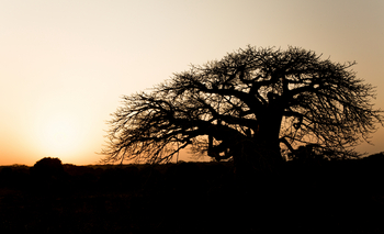 Nuarro Lodge: Baobab