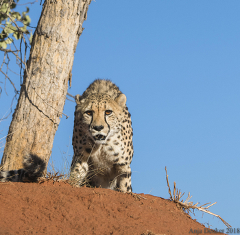 Okonjima Plains Camp: Gepard