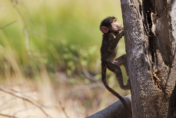 Okuti Camp: Babypavian