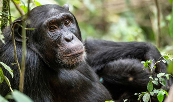 Primate Lodge: Schimpansenportrait