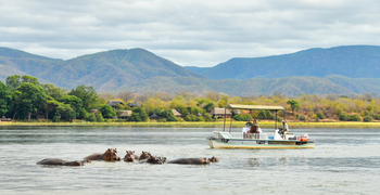 Royal Zambezi Lodge: Hippos im Wasser und Boot