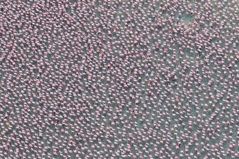 Salt Pans Sleep-out: Flamingo-Versammlung