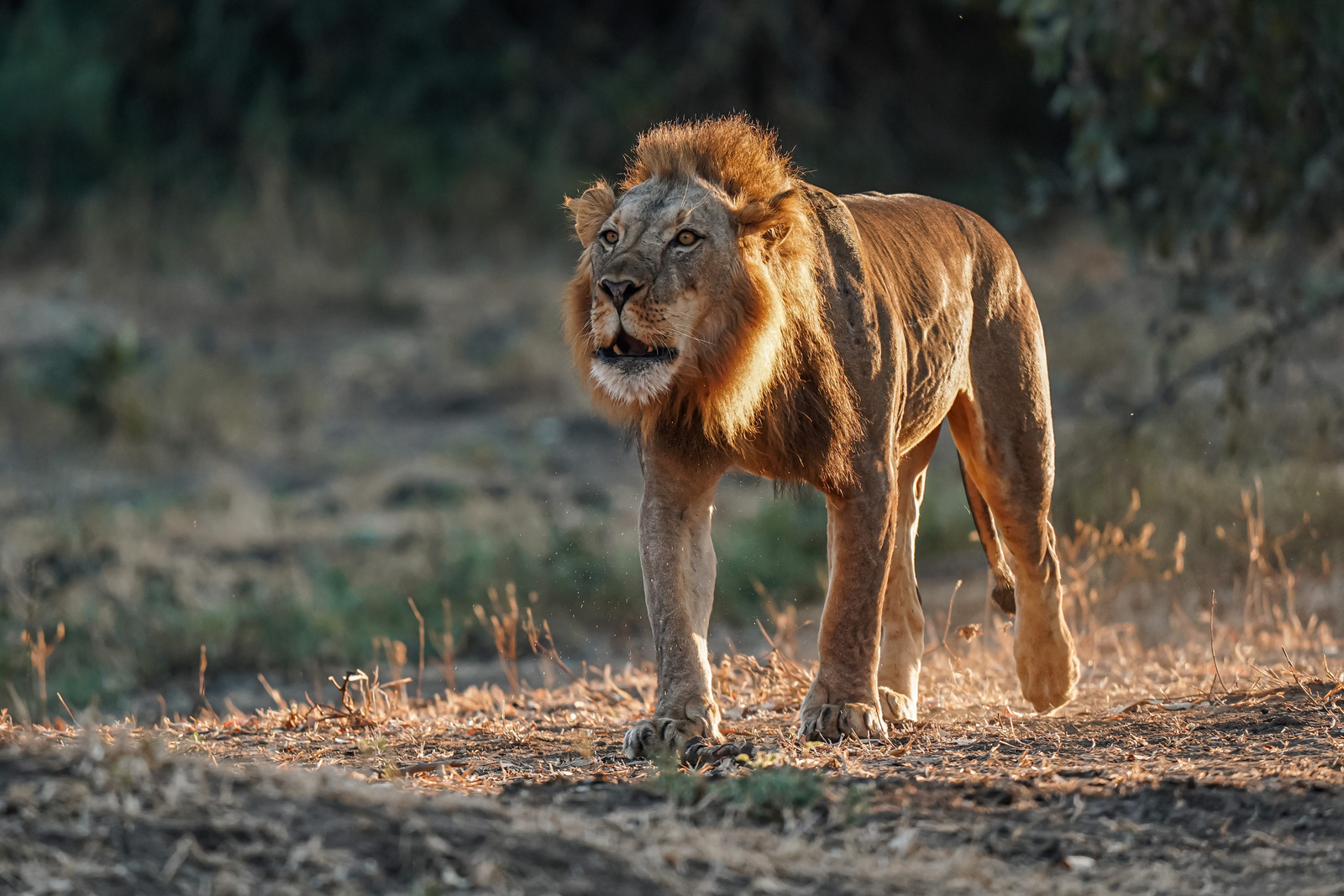 Sausage Tree Camp Sausage Tree Camp: Talking Lion