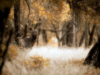 Sawai Vilas: Kailadevi Sanctuary - Sambar