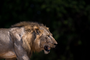 Shawa Luangwa Camp: Löwe