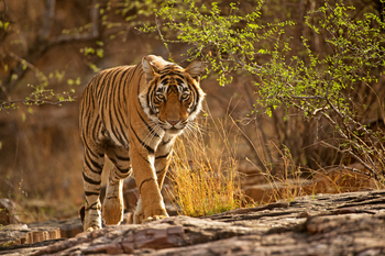 Sujan Sher Bagh: Tigerblick