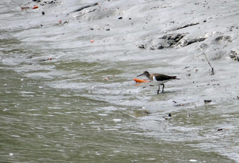 Sunderban Tiger Camp: Common Sandpiper