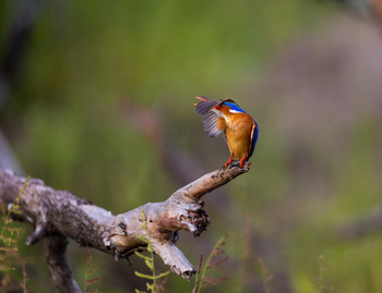 Sungani Lodge Sungani Lodge: Malachiteisvogel