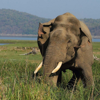 Vanghat: Elefantenbulle