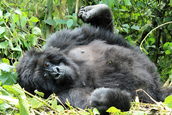 Volcanoes Bwindi Lodge: Gorilla-Kind