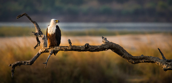 Vundu Camp Vundu Camp: Schreiseeadler