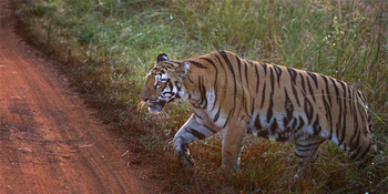 Waghoba Eco Lodge: Tiger auf der Piste