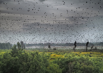 Wasa Lodge: Wolken von Flughunden