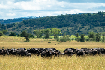 Wilderness Magashi Peninsula: Büffelherde