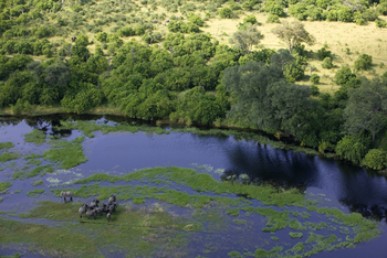 Zarafa Camp: Elefanten in einer Lagune