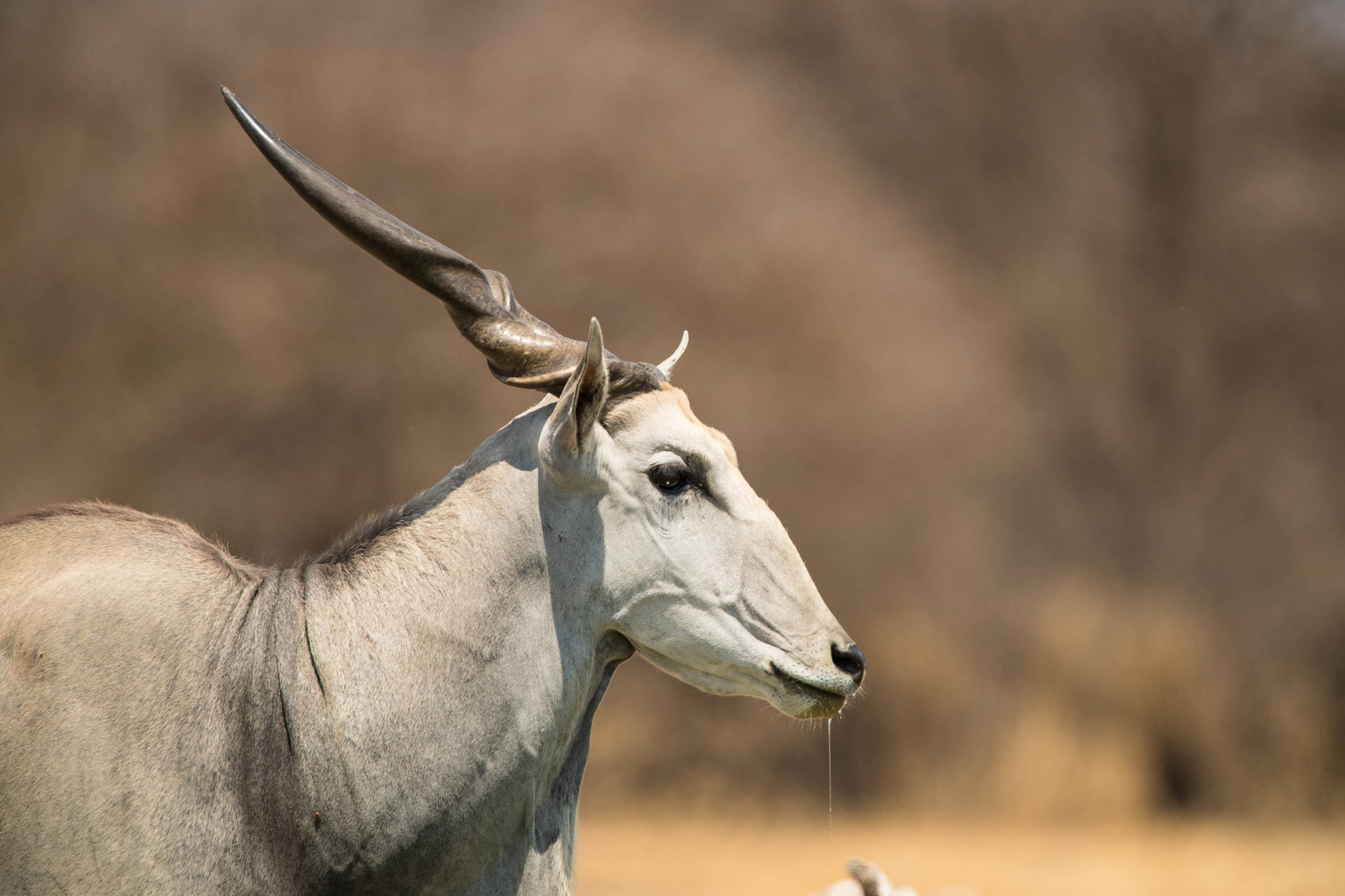 Dinaka Lodge Dinaka Lodge: Elenantiliopen