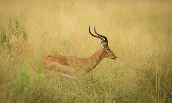 Bushman Plains Camp: Impalabock