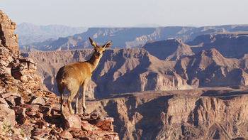 Canyon Village: Klippspringer im Fish River Canyon