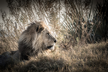 Chief's Island: Löwenmähne