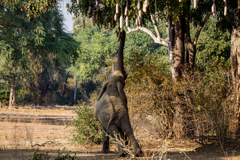 Chikwenya Camp Chikwenya Camp: Sausage Tree