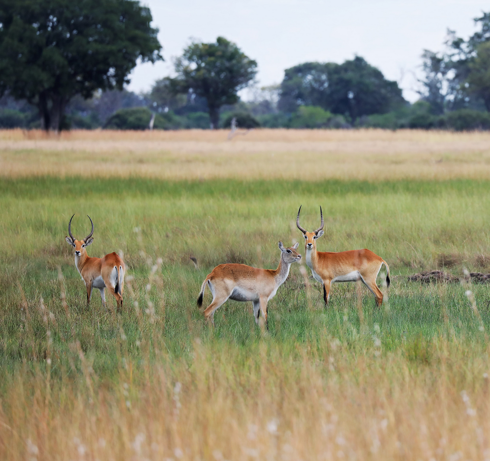 Duke's Camp Duke's Camp: Pukus