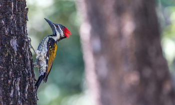 Flame of the Forest Safari Lodge: Goldrückenspecht