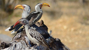 Ghoha Hills Savuti Lodge Ghoha Hills Savuti Lodge: Gelbschnabeltokos