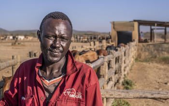 Governors' Mugie: Viehzucht