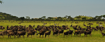 Grumeti Hills Camp: Gnuherde dem Camp