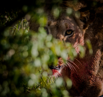Hemingways Ol Seki Mara: Blutverschmierter Löwe