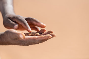 Hoodia Desert Lodge: Shovel-snouted Lizard