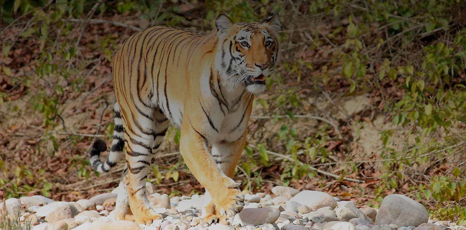 Jim's Jungle Retreat Jim's Jungle Retreat: Tiger